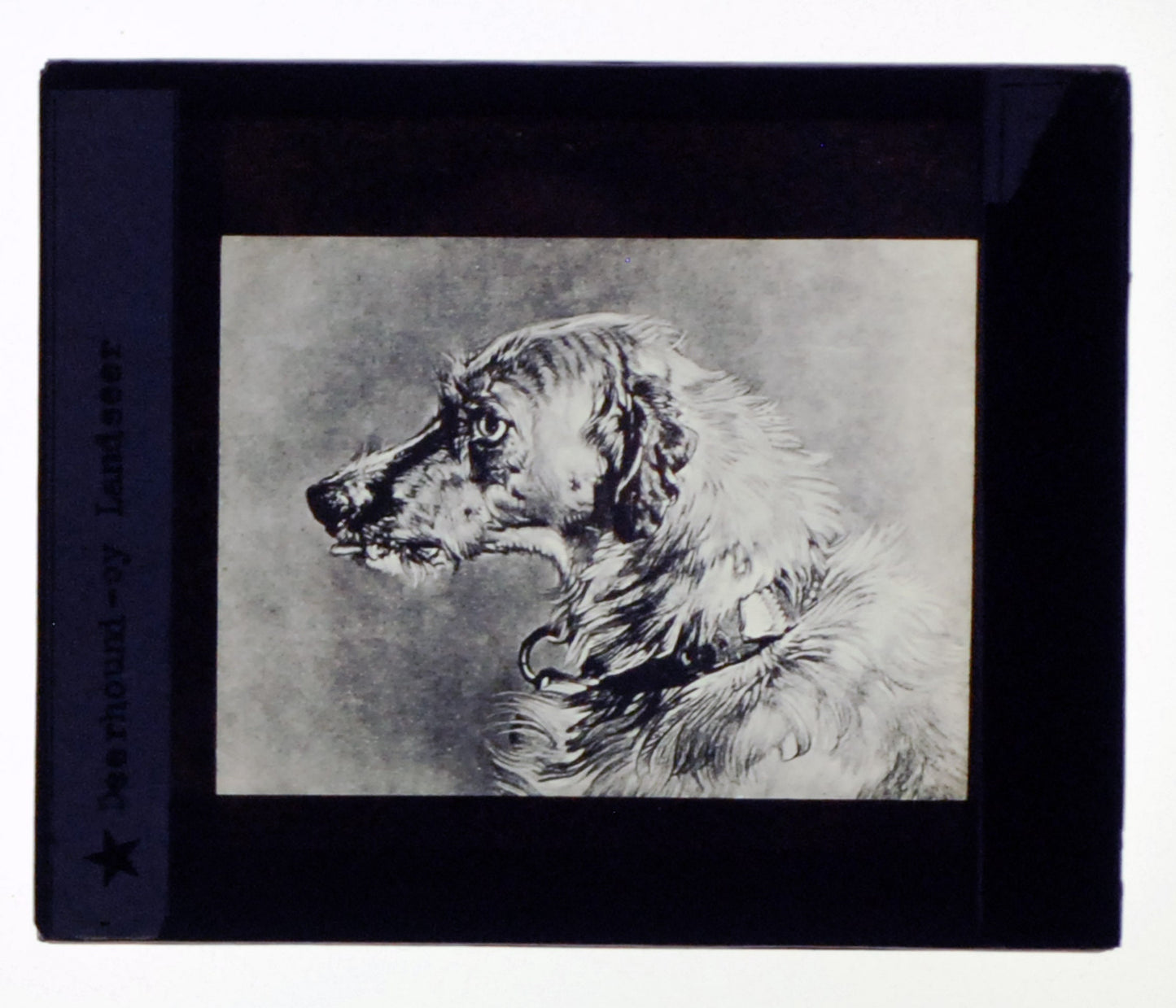 Deerhound Portrait Sketch Glass Lantern Slide//Scottish Dog//Reuse Light Project
