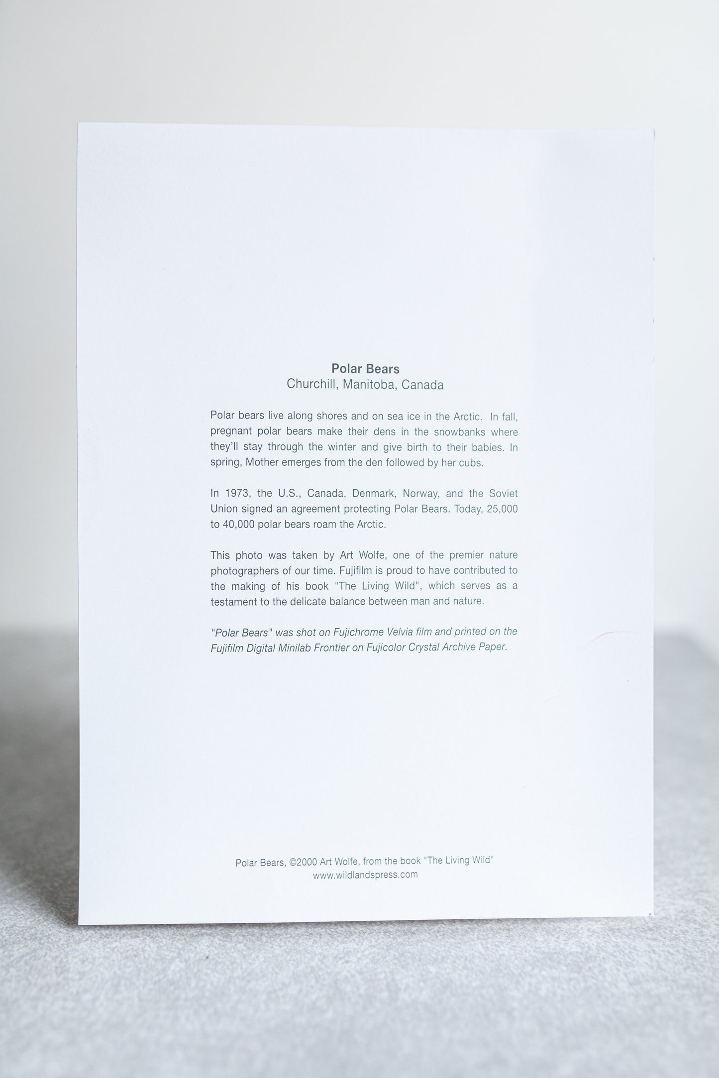 Window Matted and Signed Art Wolfe Photo of Baby Polar Bear - 6 1/4 x 4 3/8