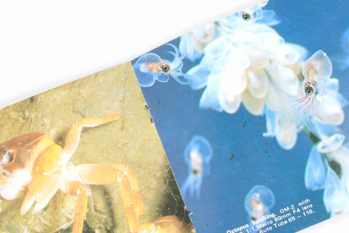 Olympus OM System manuals for Macrophoto group & Zuiko interchangeable lens group