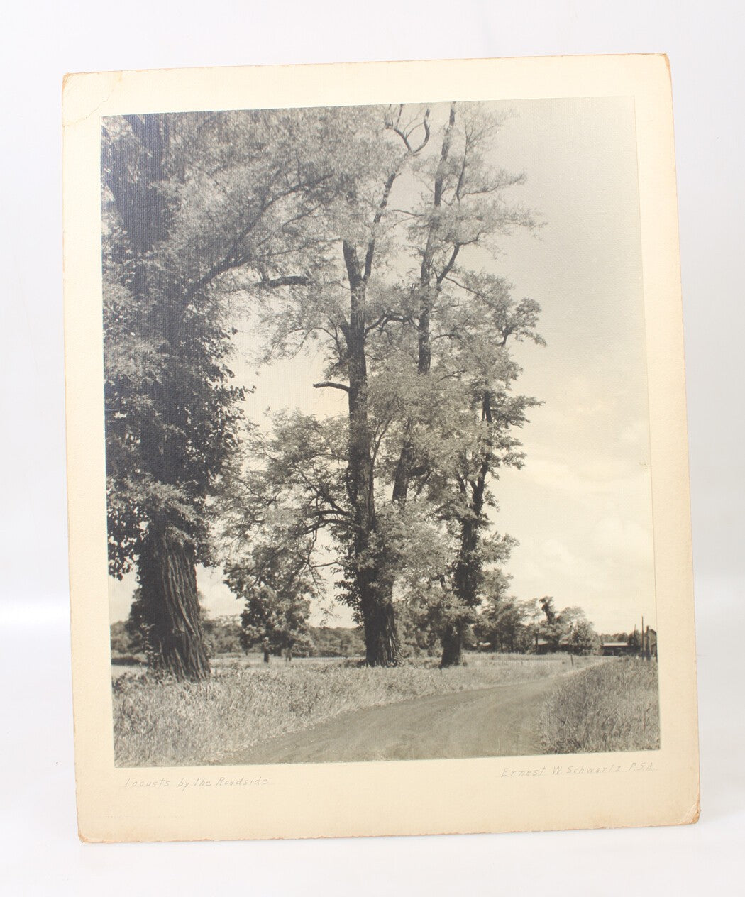 Locusts Trees at the Roadside Vintage Silver Print 17x14 Photograph Rare