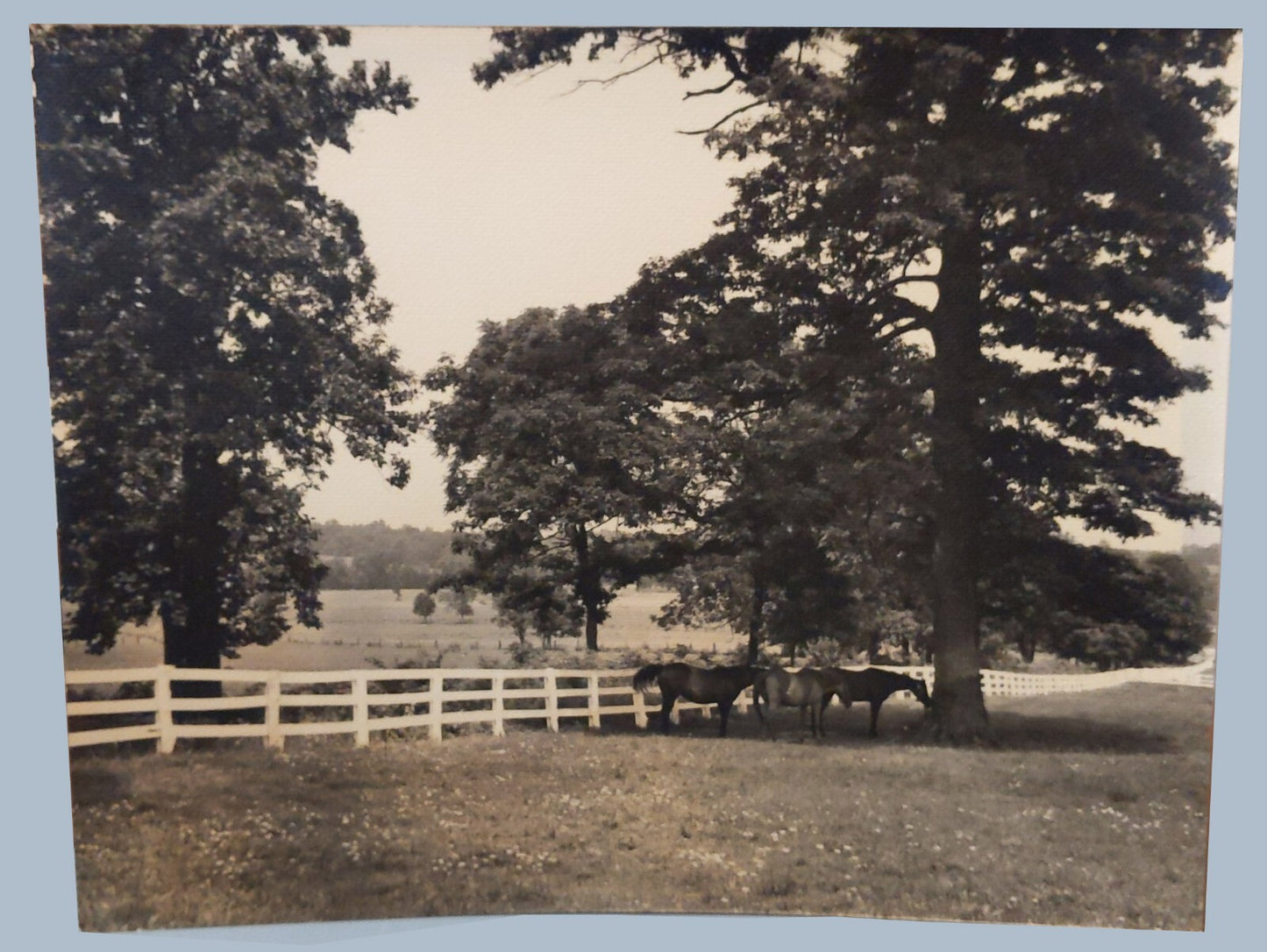 HORSES GRAZE UNDER OLD OAK TREE ALONG WHITE FENCE. CLASSIC AMERICANA. SET OF 2