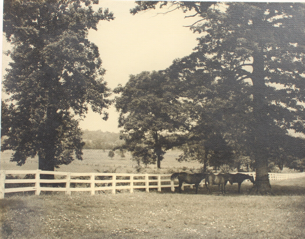 MURKY DAY, SOFT AND DREARY TREE LINED PATH. 13.5 X 16.25 INCH SILVER PRINT.