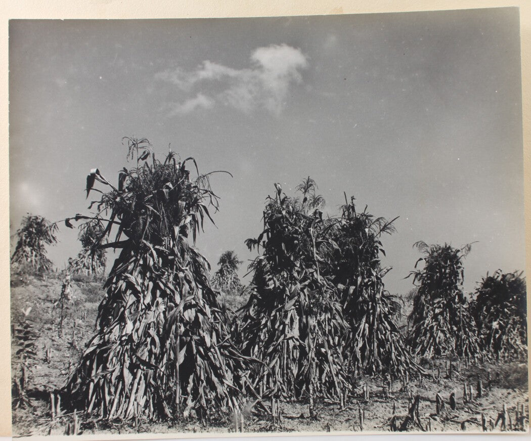 Haunted Corn Stocks - Vintage 14x17 Silver Print Horror Photograph for Wall Art