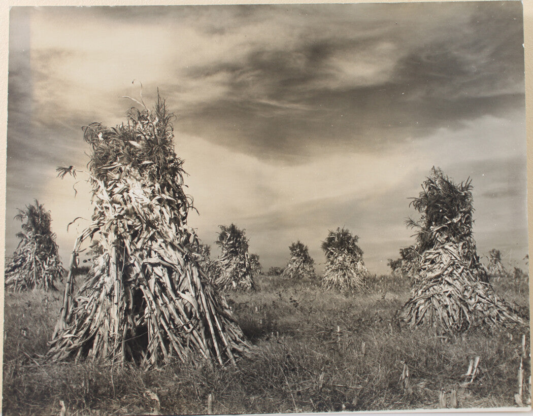 HAUNTED CORN STOCKS UNDER A HEAVY SKY. 11 X 14 INCH SILVER PRINT.