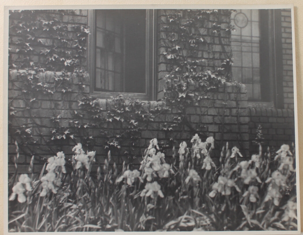IRISES IN BLOOM AGAINST AN IVY COVERED WALL WITH STAINED GLASS WINDOWS. 11 X 14