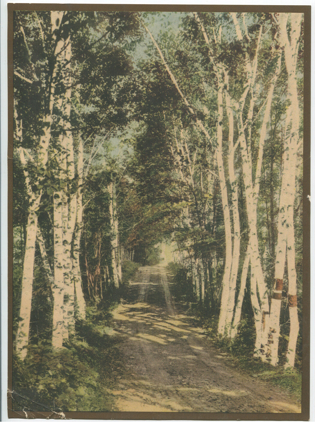 COUNTRY ROAD THROUGH BIRCH TREES. COLOR PHOTO LITHOGRAPH, 11 X 8 INCHES.