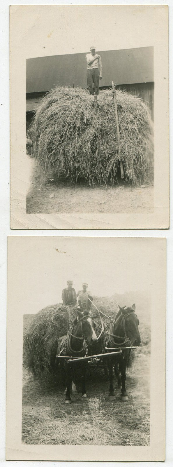 Vintage Farm Photos: Hay Cutting & Harvest, 1900 Silver Prints, 2-Set, 3.5x2.5