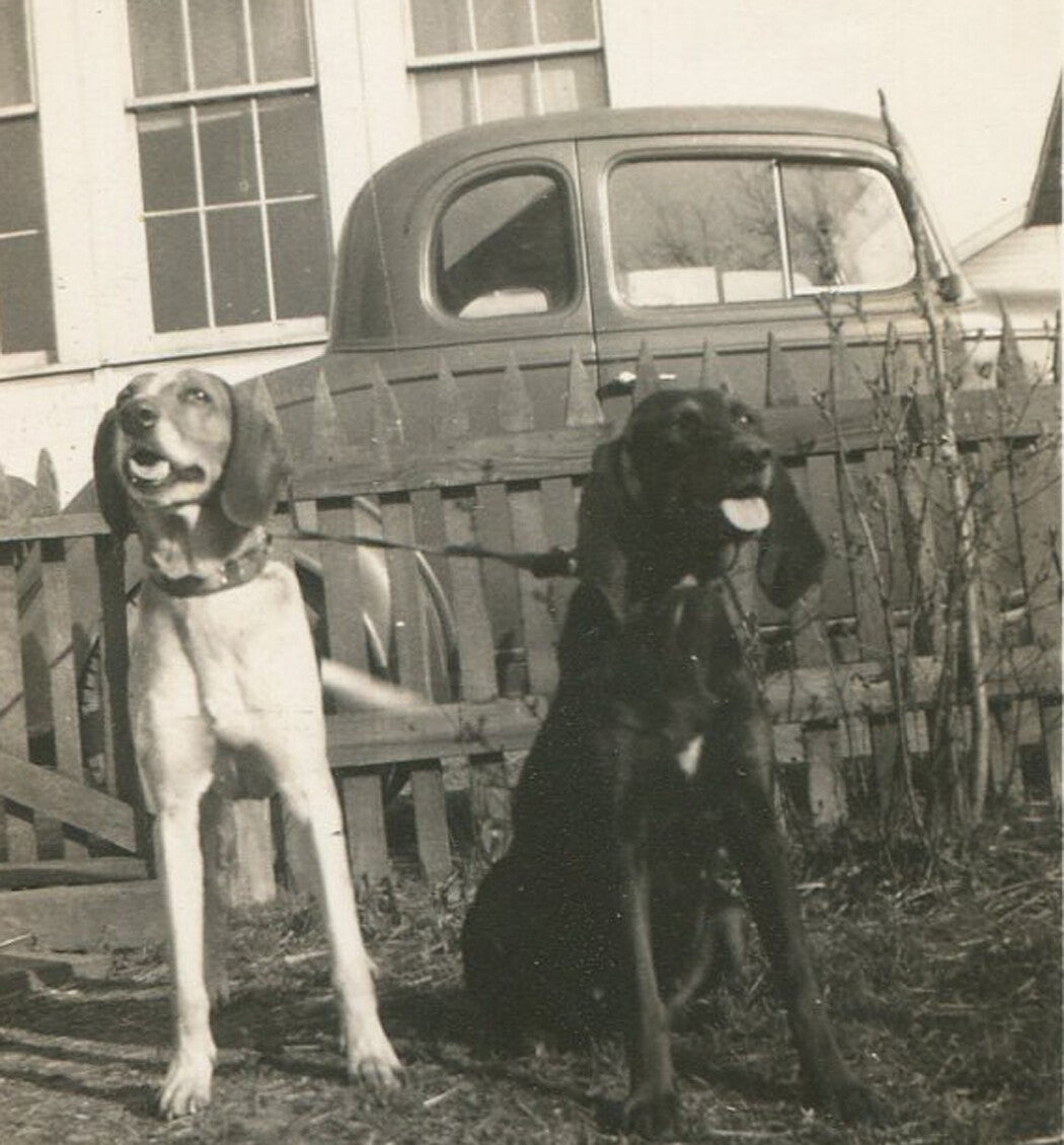 Vintage 1950s 10-Print Silver Gelatin Dog Photos Set - Hunting & Pet Dogs,