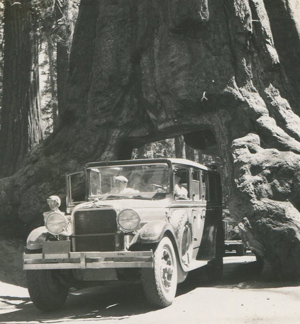 Vintage Yosemite Black & White Photo 1940s: Car Through Redwood Tree, 2.75x4.5
