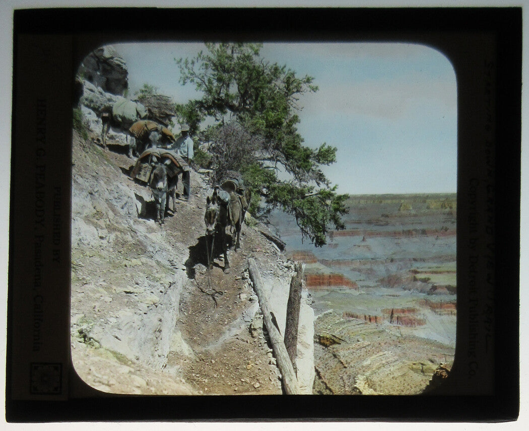 MULES ON GRAND CANYON TRAIL. PHOTO ON GLASS, HAND COLORED.