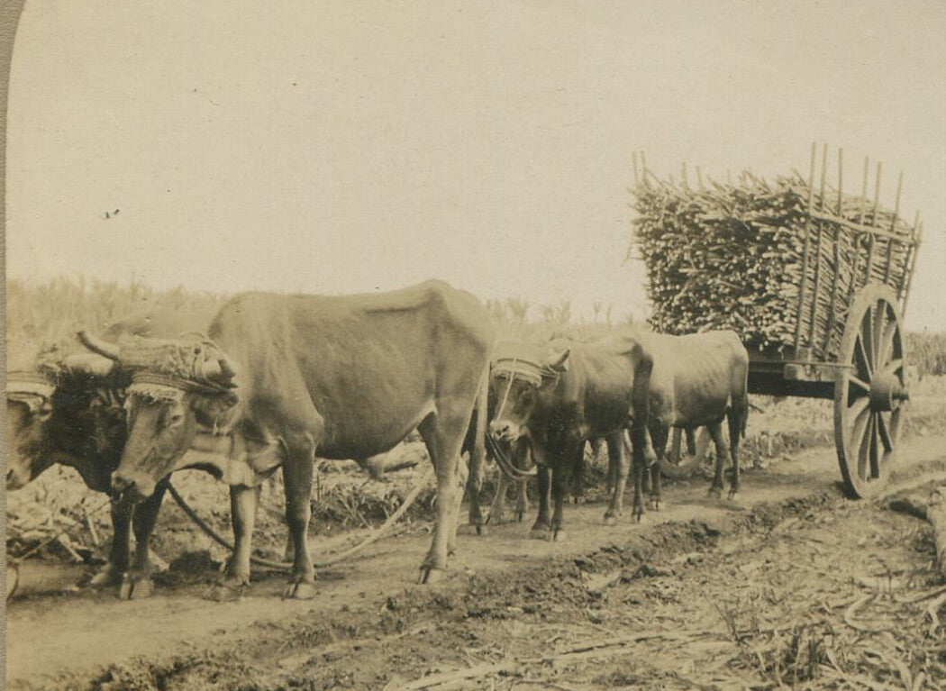 OXEN TEAM PULLING WAGON W/SUGARCANE. STEREOVIEW.
