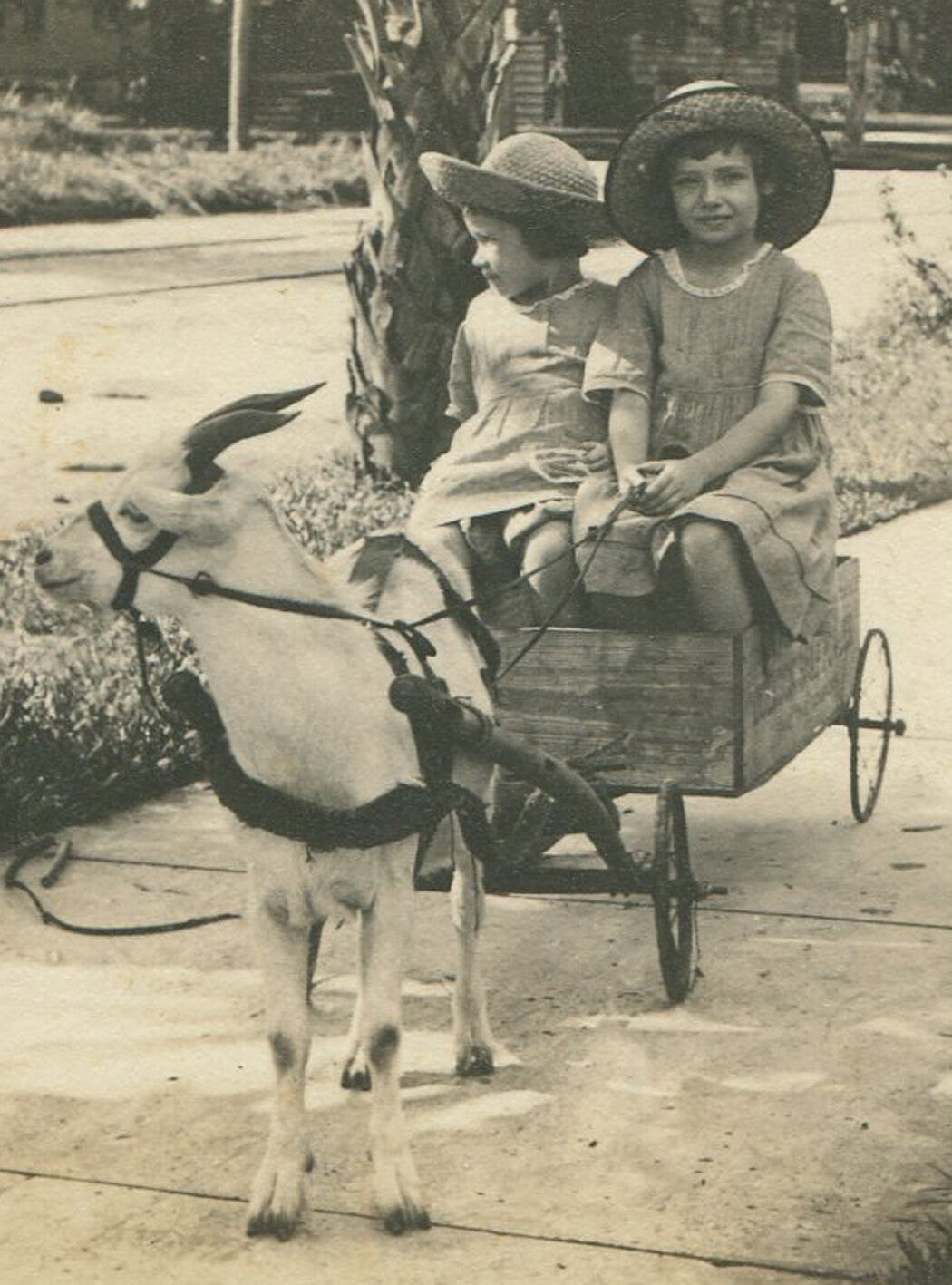 SISTERS IN HATS, ON WAGON PULLED MY A GOAT. B W PRINT. 1920.