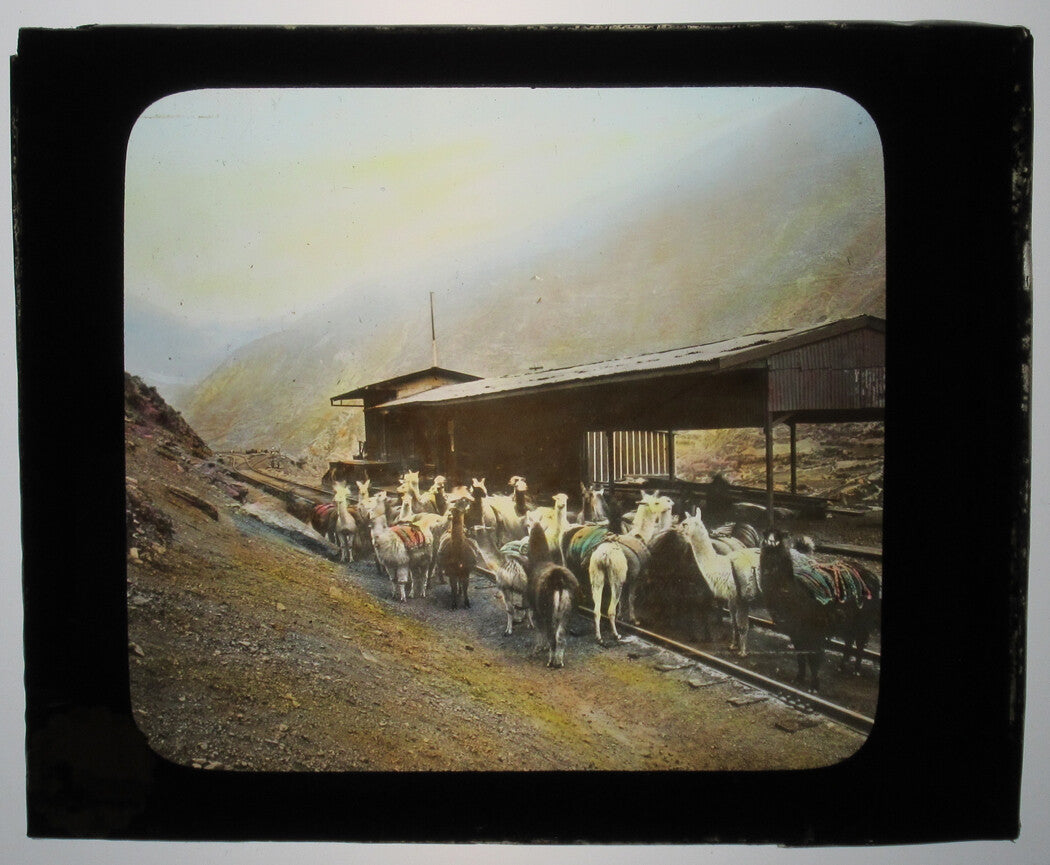 LLAMAS AT RAILROAD STOP. PERU. TINTED PHOTO ON GLASS.