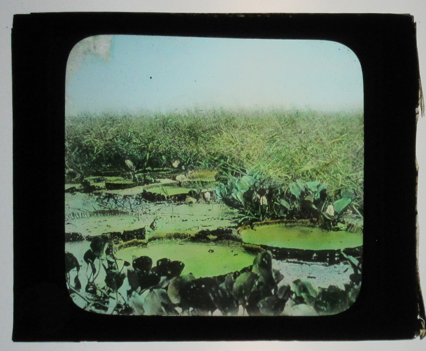 VICTORIA REGIA, ILHEUS, BRAZIL.TINTED PHOTO ON GLASS.HAND COLORED PHOTO ON GLASS