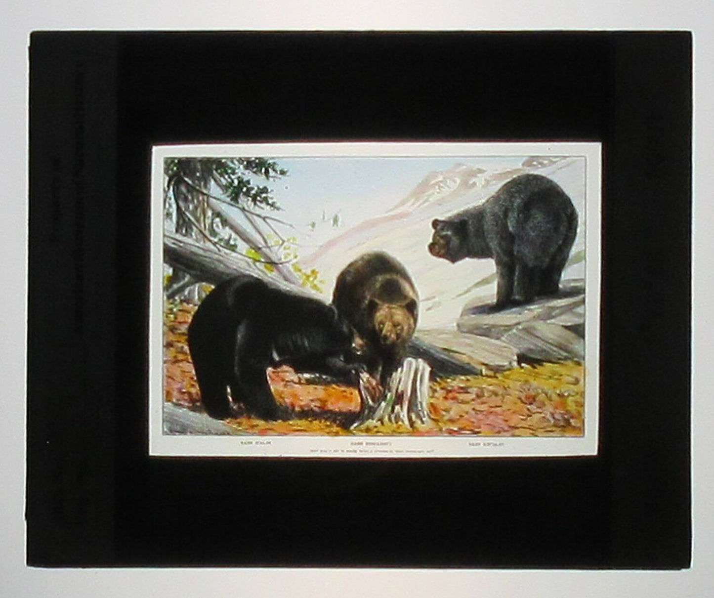 CINNAMON AND BLACK BEARS NEAR GLACIER. ARTWORK. HAND COLORED PHOTO ON GLASS.