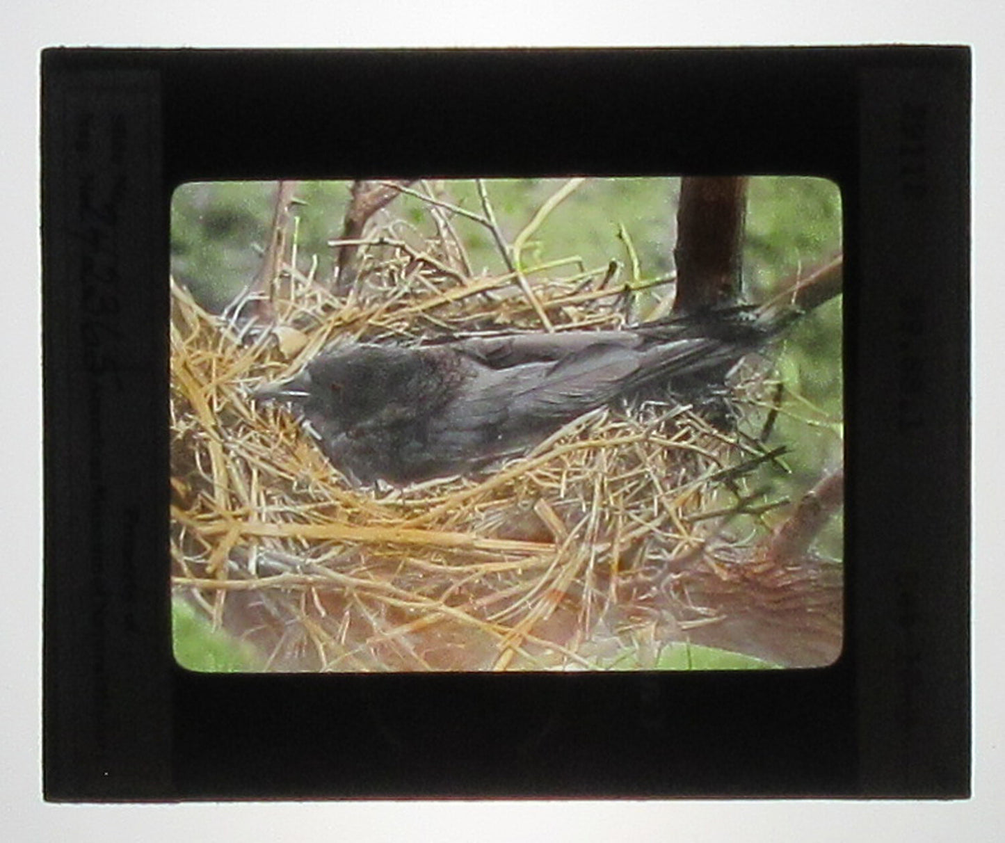 CROW ON NEST. HAND COLORED PHOTO ON GLASS.