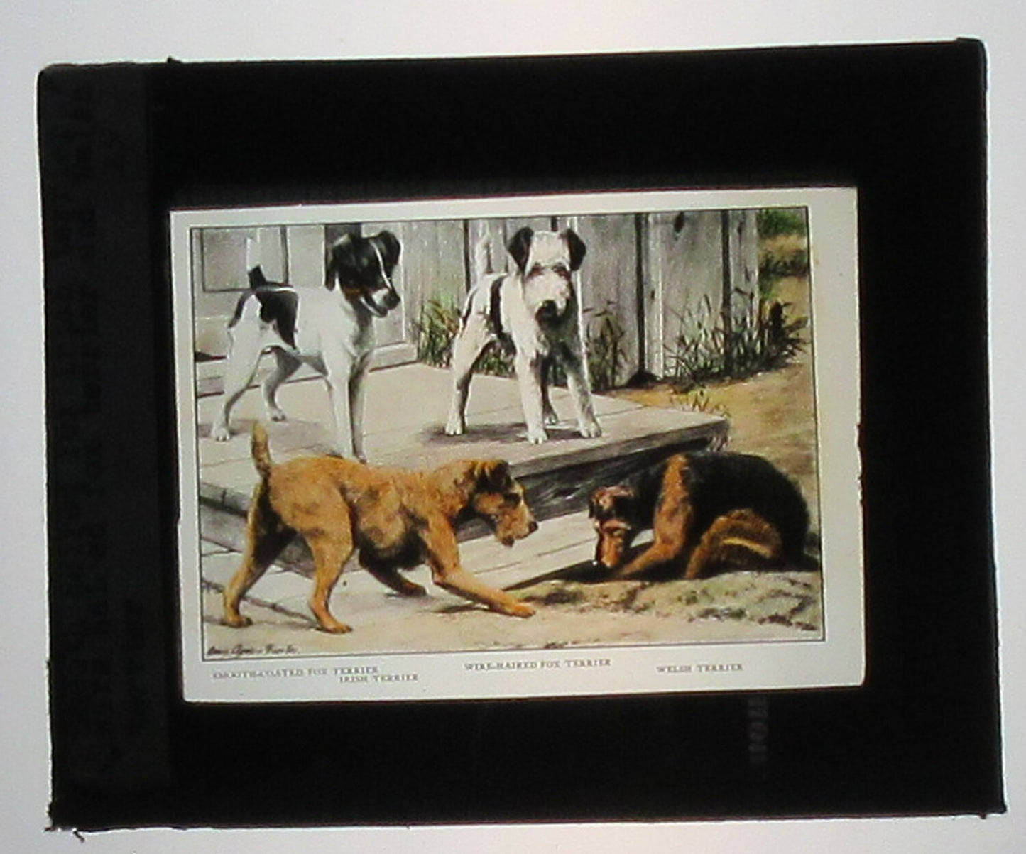 IRISH AND WELSH TERRIERS. ARTWORK. HAND COLORED PHOTO ON GLASS.