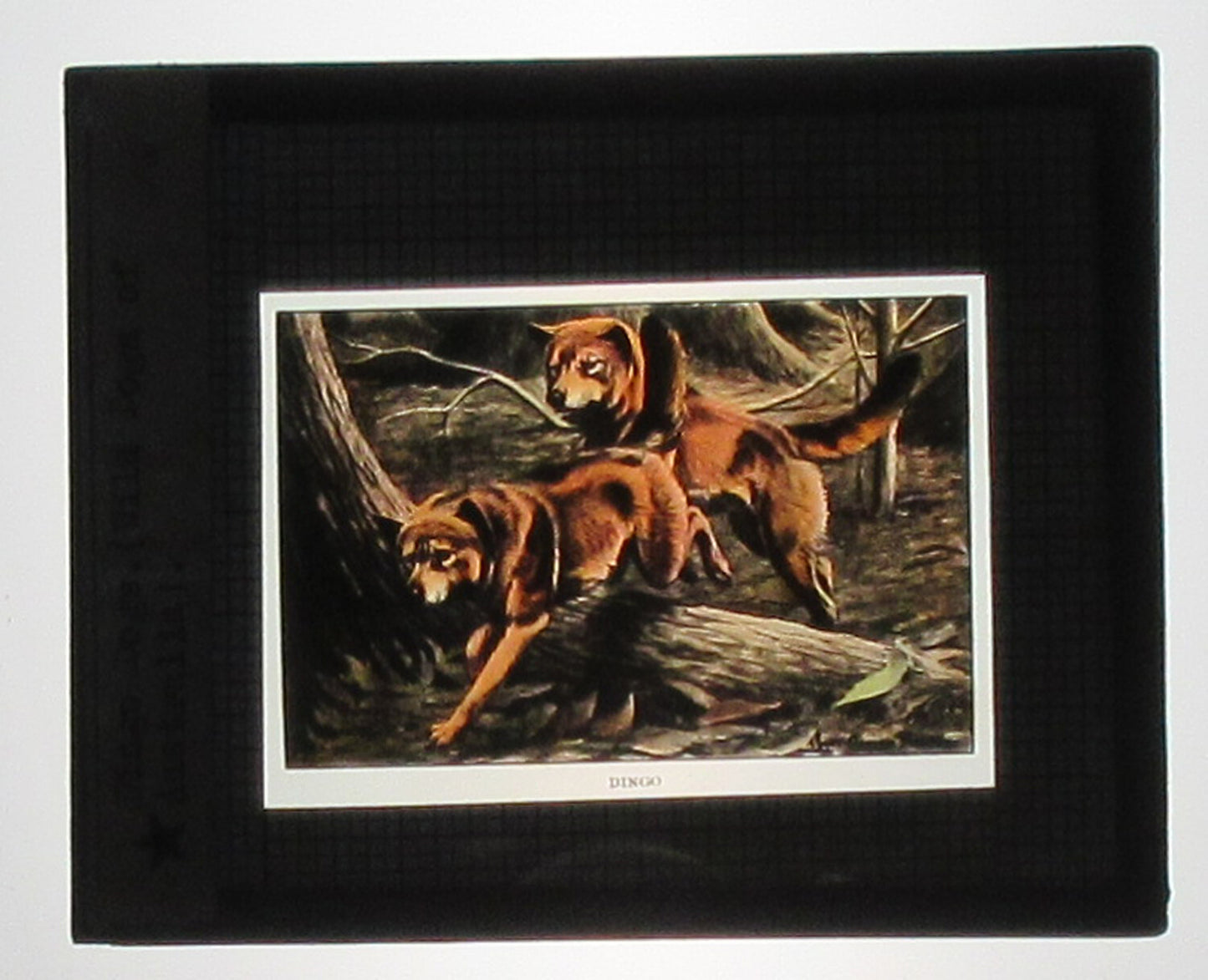 DINGO DOGS, WILD DOGS OF AUSTRALIA. ARTWORK, HAND COLORED PHOTO ON GLASS.