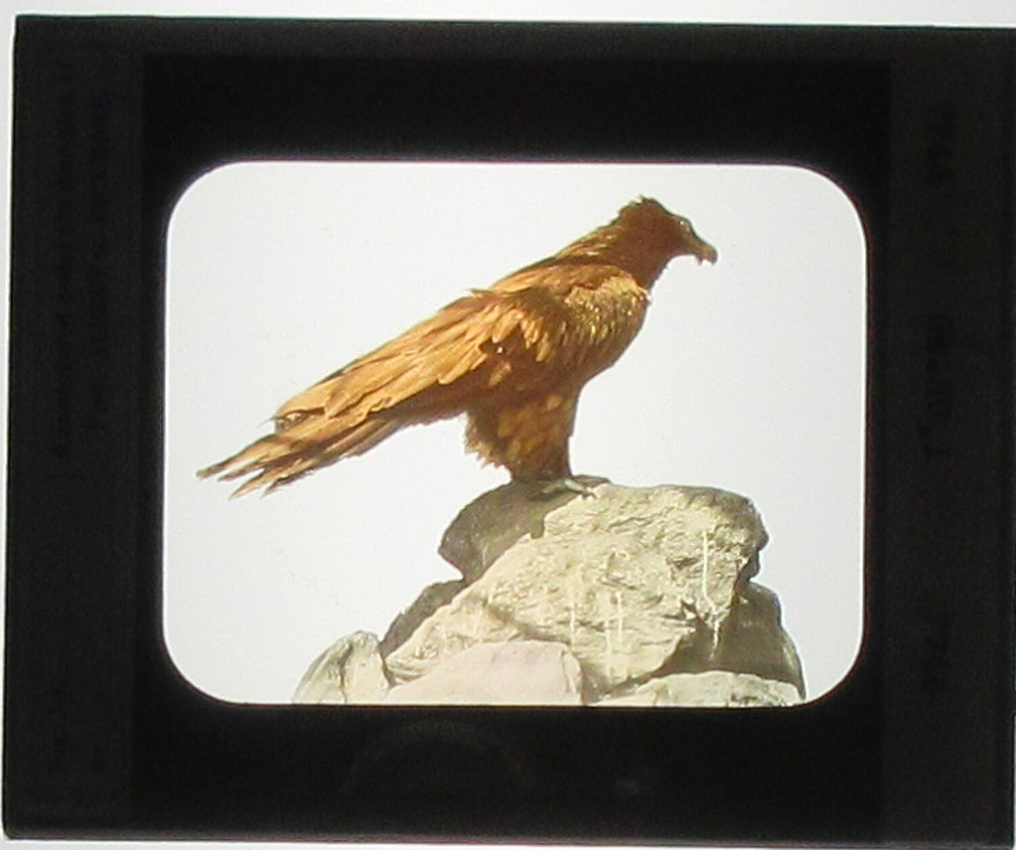 LAMMERGEYER, VULTURE. HAND COLORED PHOTO ON GLASS.