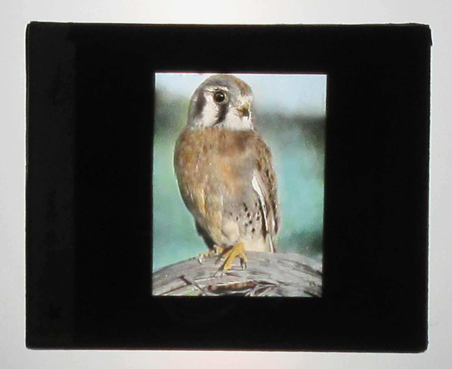 SPARROW HAWK. HAND COLORED PHOTO ON GLASS.