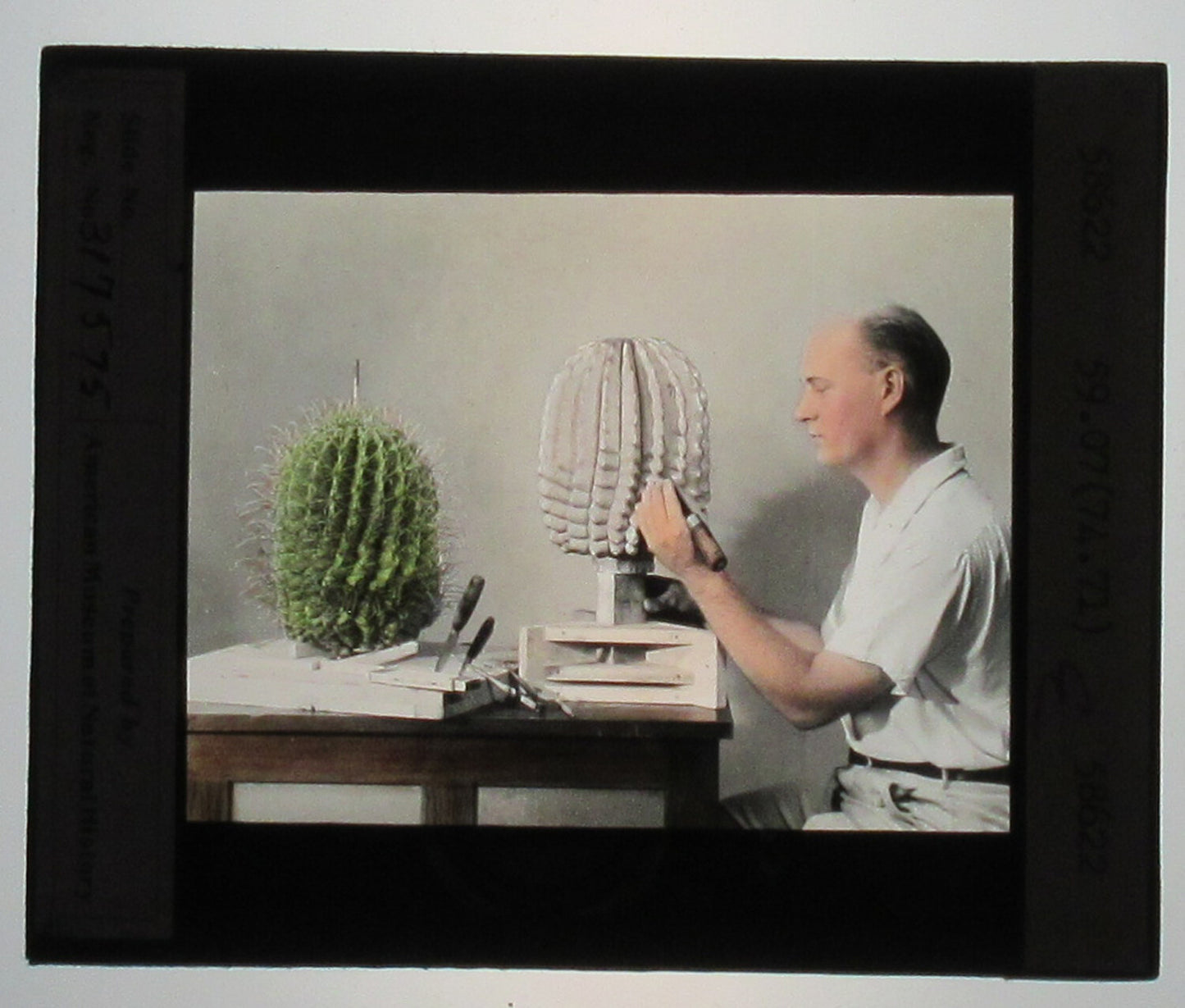 CARLTON McKINLEY WORKING ON CACTUS, 1941. HAND COLORED PHOTO ON GLASS.