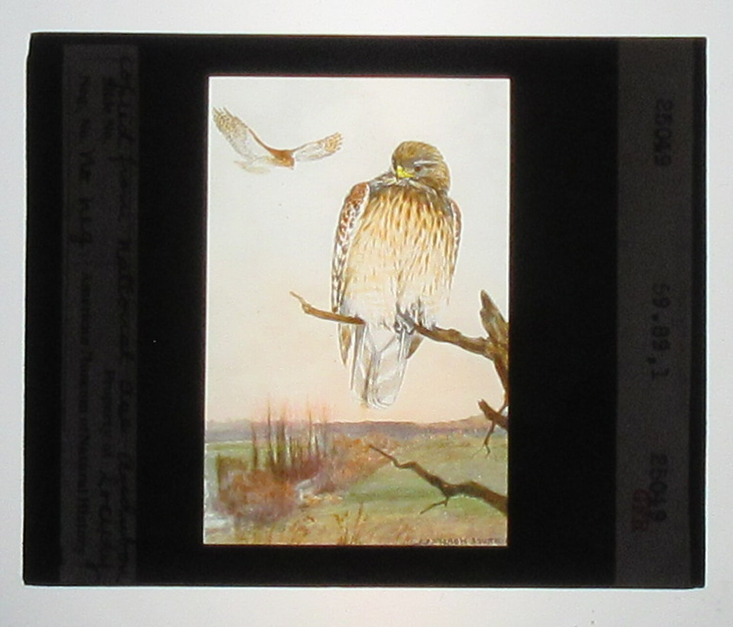 RED SHOULDERED HAWK. ARTWORK. HAND COLORED PHOTO ON GLASS. TINTED LANTERN SLIDE.