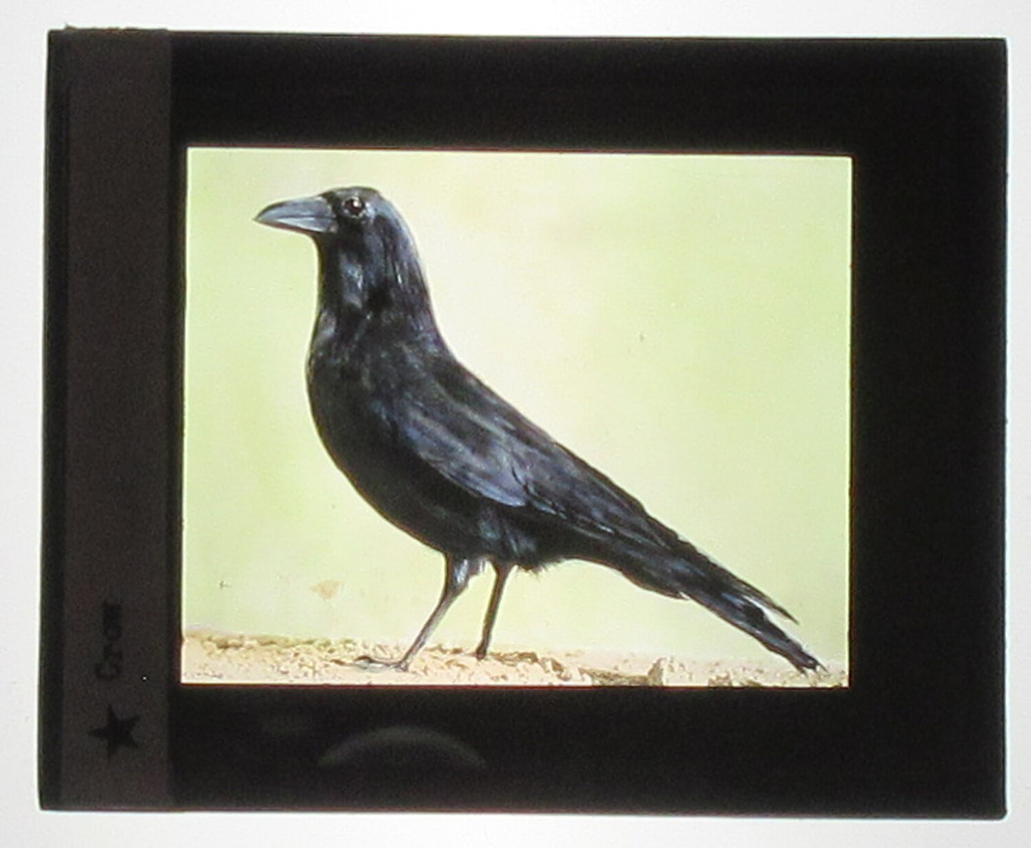 CROW. HAND COLORED PHOTO ON GLASS. TINTED LANTERN SLIDE.