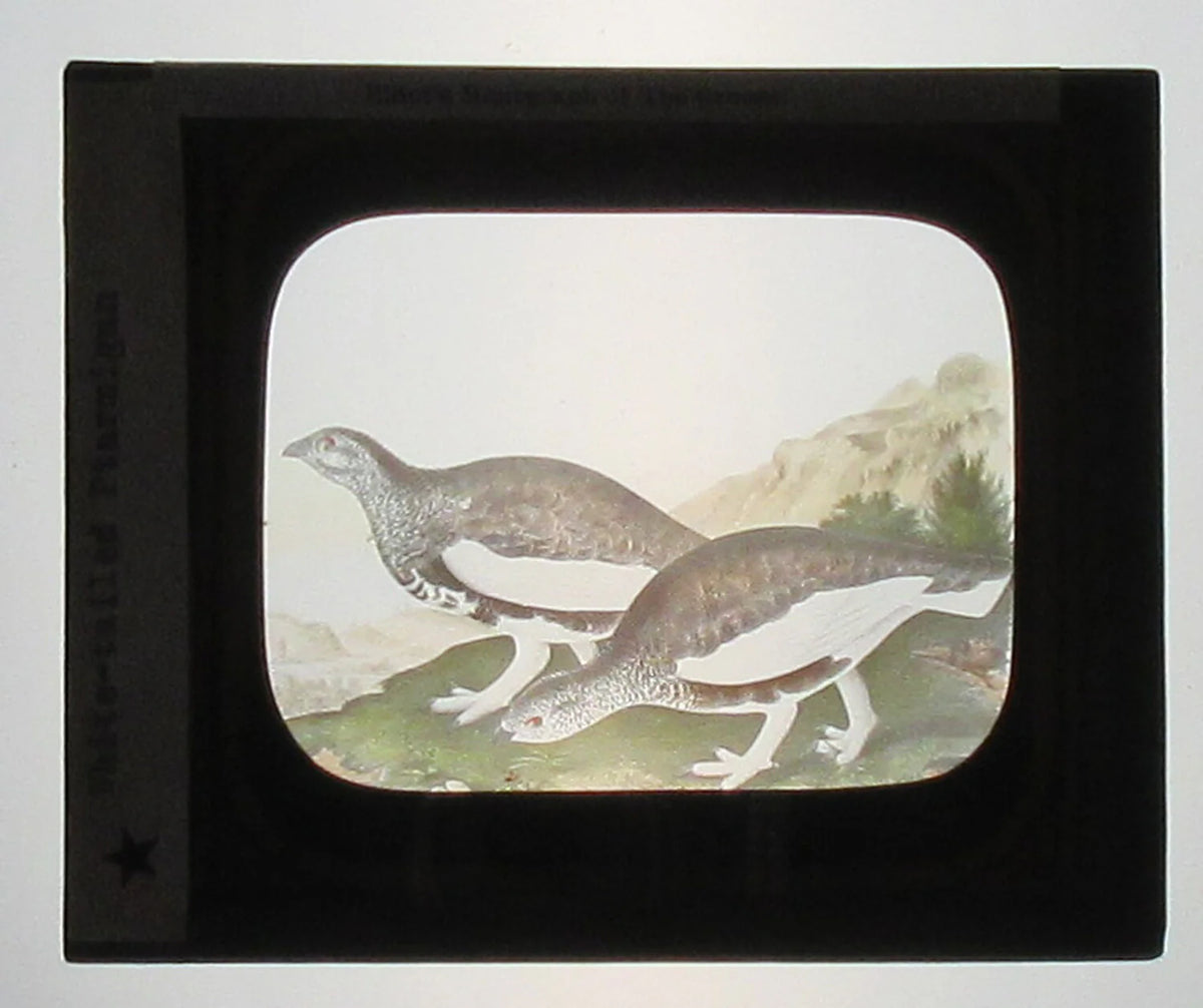 WHITE TAILED PTARMIGAN. ARTWORK. HAND COLORED PHOTO ON GLASS.