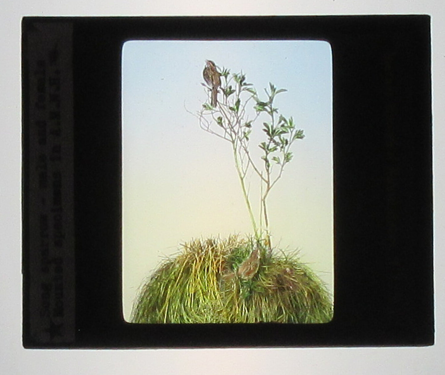 SONG SPARROW, MOUNTED SPECIMEN.HAND COLORED PHOTO ON GLASS.TINTED LANTERN SLIDE.