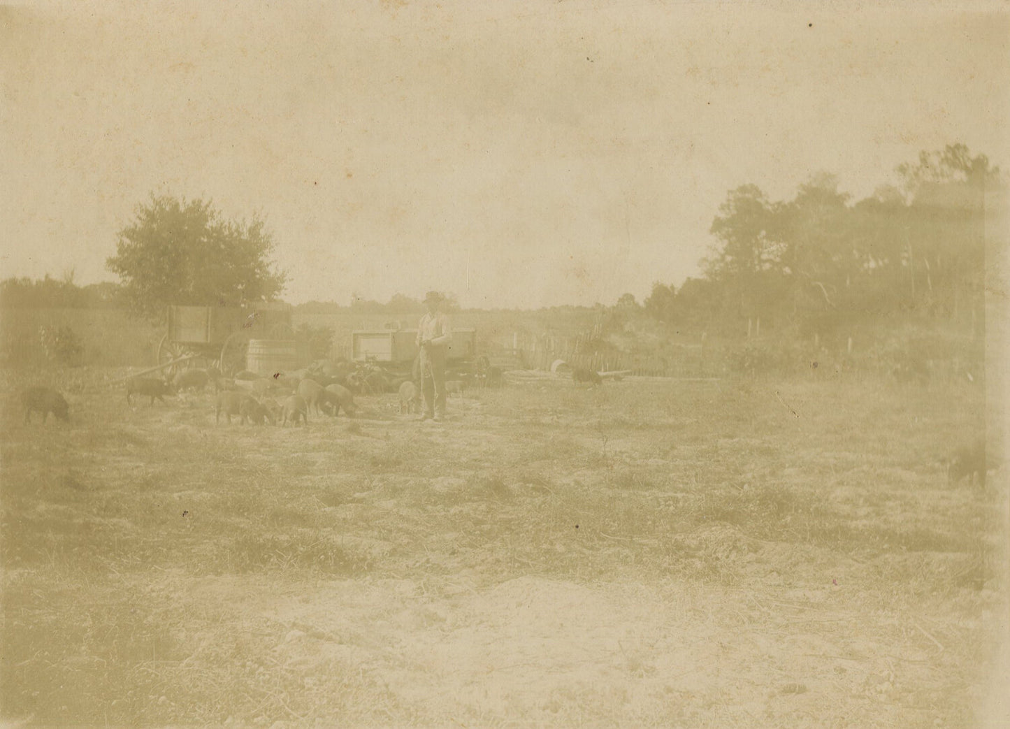 PIG FARMER TENDING TO LIVESTOCK. 2 SET 5X7 SILVER PRINTS ON 7X9 INCH CARD.