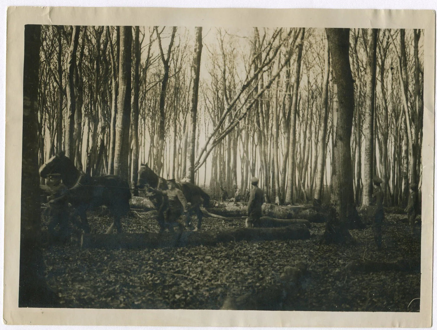 BRITISH SOLDIERS WITH HORSES CLEARING FOREST IN FRANCE. WWI. (8x10 REPRINT)