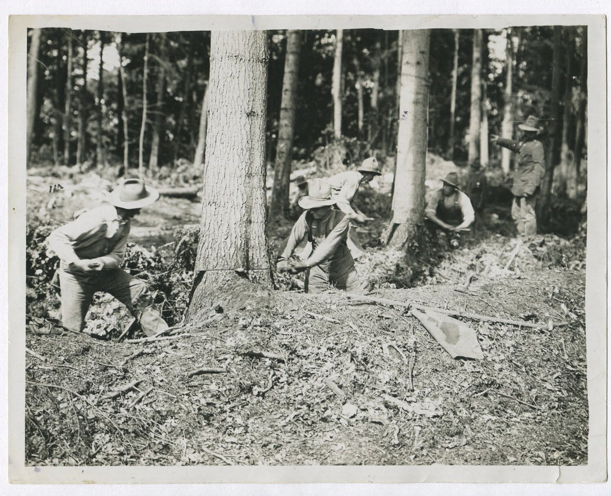 CANADIAN FORESTRY UNIT AT WORK. WWI. (8x10 REPRINT)
