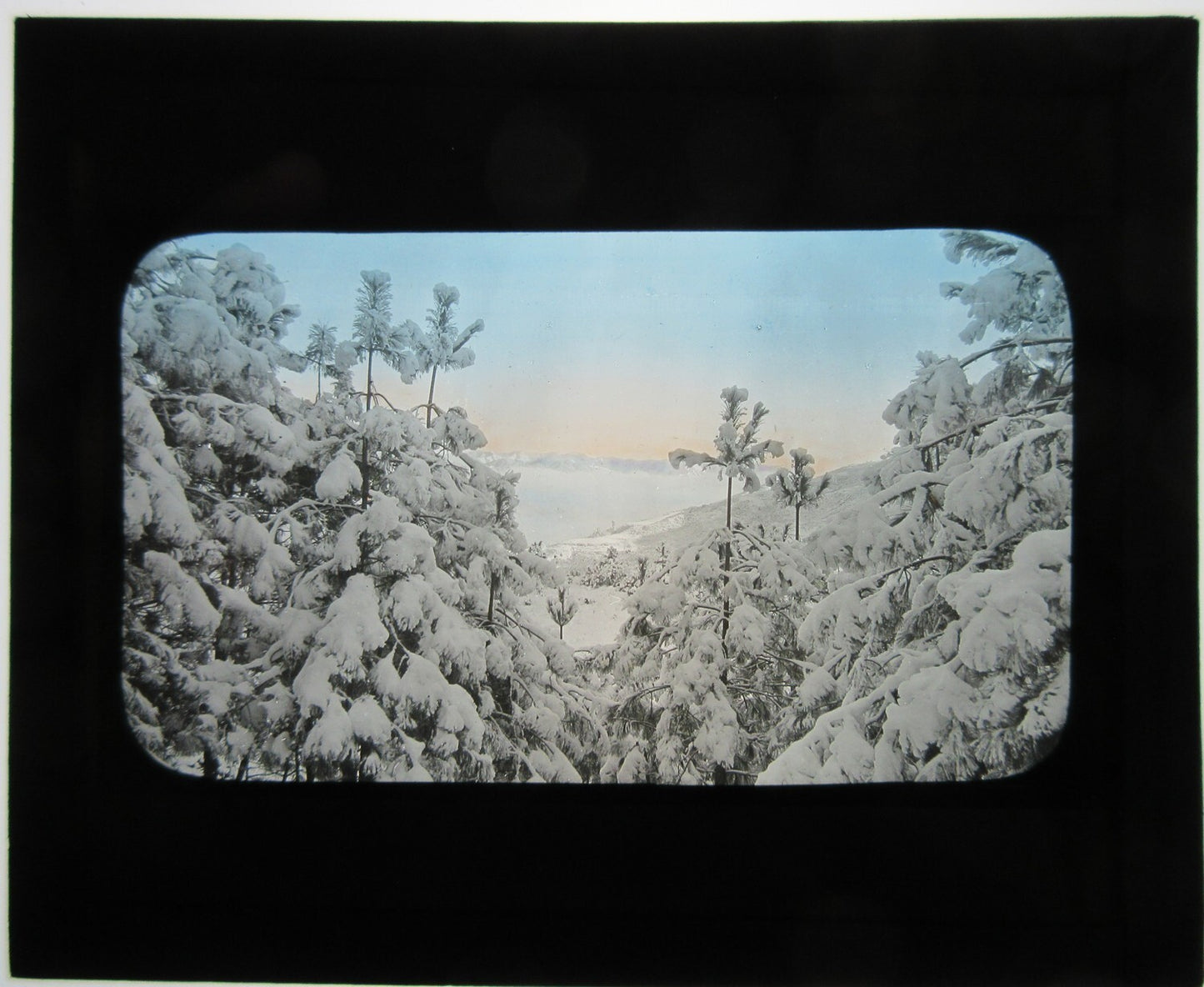 SNOW COVERED MOUNTAIN PINES. HAND COLORED LANTERN SLIDE.