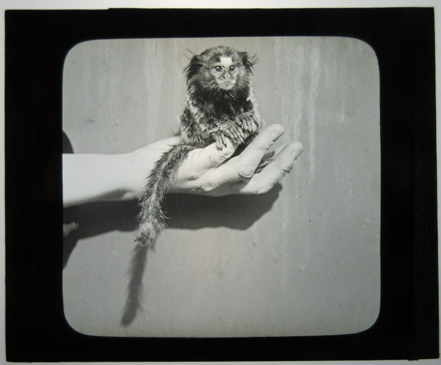 HAND HELD MARMOSET MONKEY. LANTERN SLIDE.
