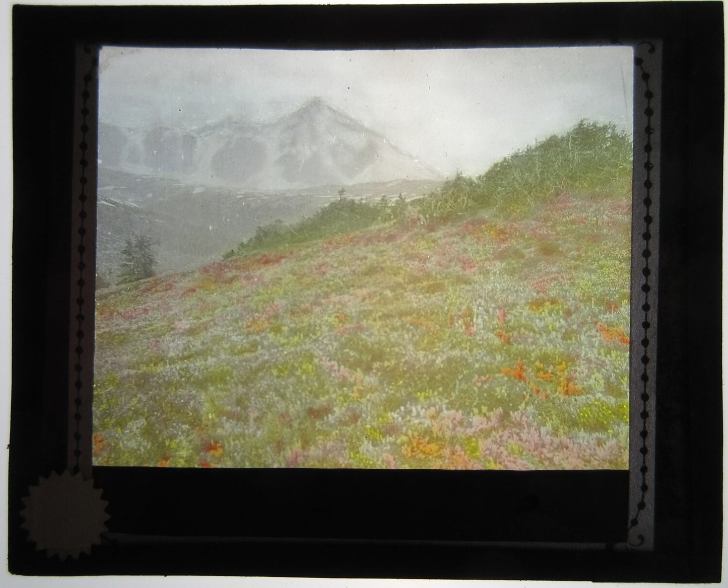 FLOWER COVERED MOUNTAIN SLOPE, MT. STANFORD. HAND COLORED LANTERN SLIDE.