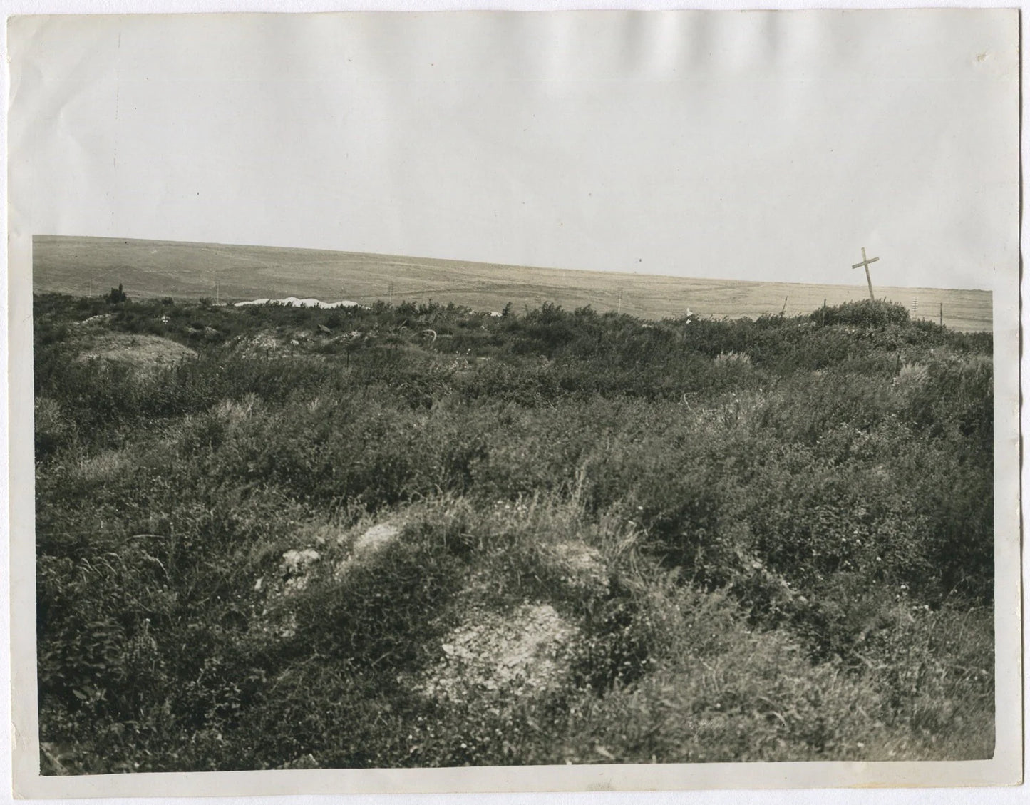 NATURE TAKES OVER WHERE THE VILLAGE OF LA BOISSELLE ONCE STOOD. (8x10 REPRINT)