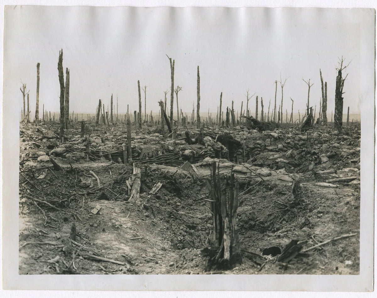 BATTLE AFTERMATH, EVERY TREE IS DESTROYED. WWI. (8x10 REPRINT)