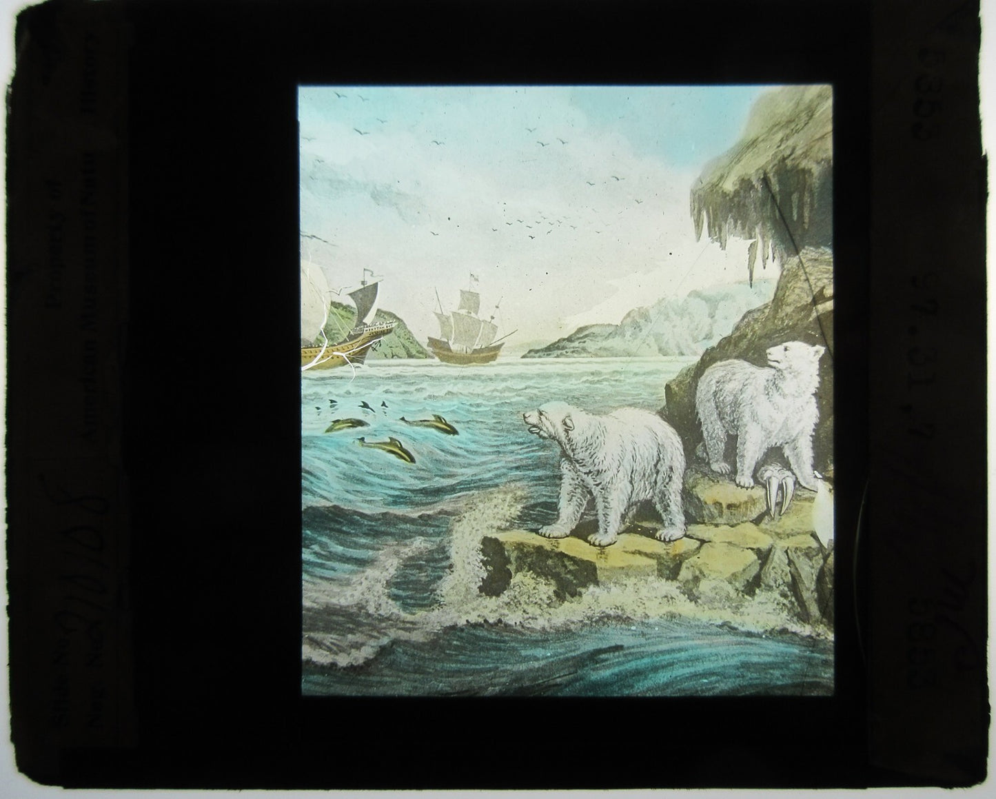 POLAR BEARS ON ICE, COLORED ARTWORK. LANTERN SLIDE. BROKEN SAFETY GLASS