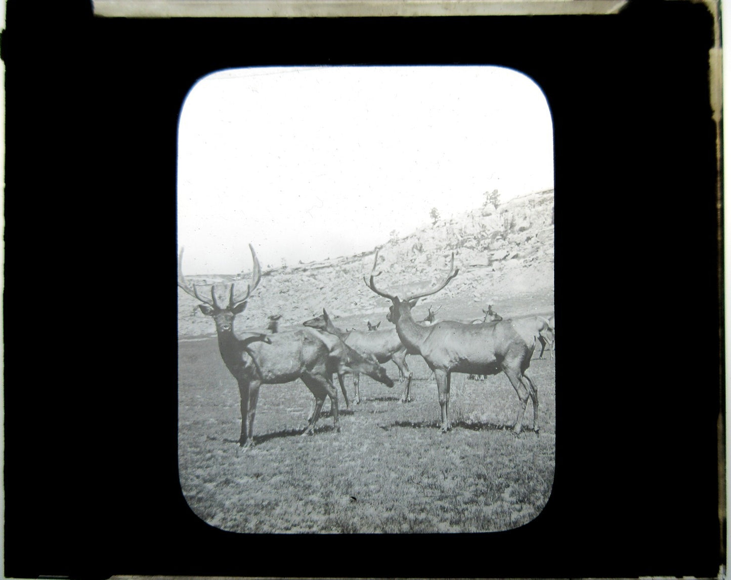 ELK IN YELLOWSTONE PARK. PHOTO ON GLASS. LANTERN SLIDE.