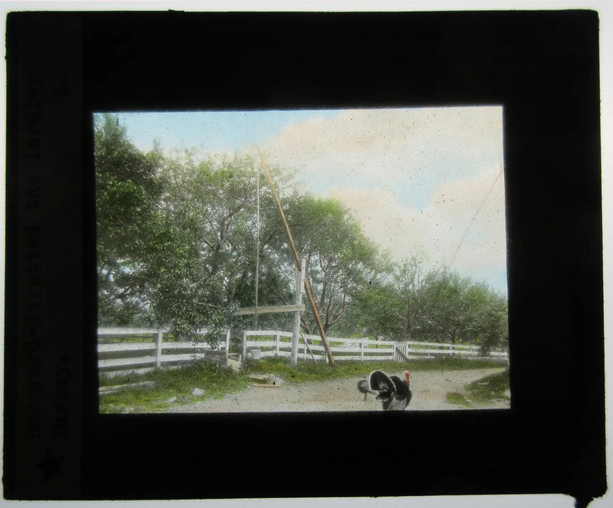 TURKEY STRUTTING IN BARNYARD. HAND COLORED PHOTO ON GLASS.
