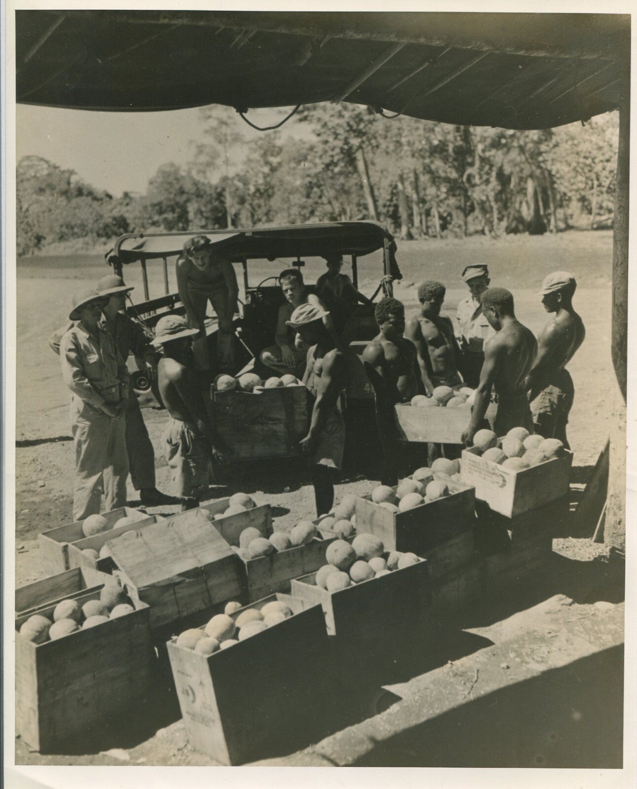 Vintage WWII Guadalcanal Photo, 8x10 Reprint -- Delivery of Produce to U.S.