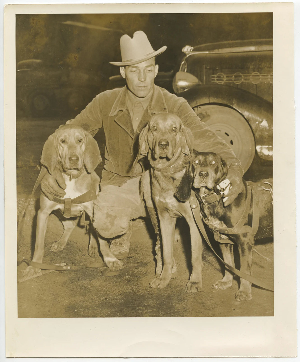 DOGS, BLOOD HOUNDS, ORIGINAL PHOTO