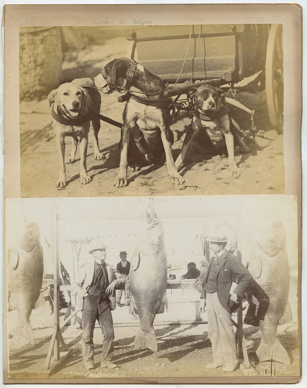 FISHERMAN + GIANT FISH, DOGS OF BELGIUM + BORROWDALE, VINT PHOTOS