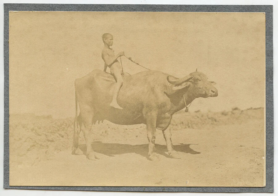 SET OF 3 VINT PHOTOS, MAN RIDING OX + MEN IN TRADITIONAL DRESS