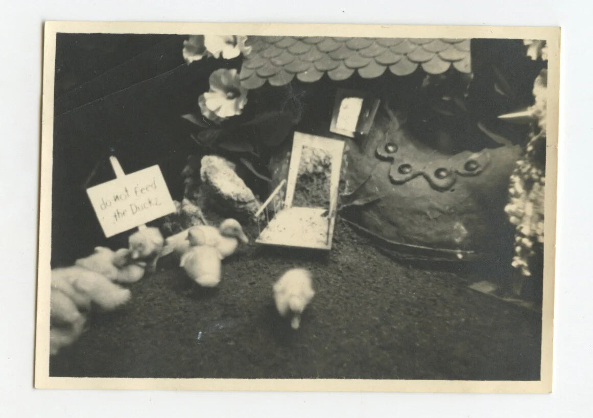 1941 SNAP SHOT PHOTO BABY CHICKS W/ NOTE SAYING DONT FEED THE DUCKS