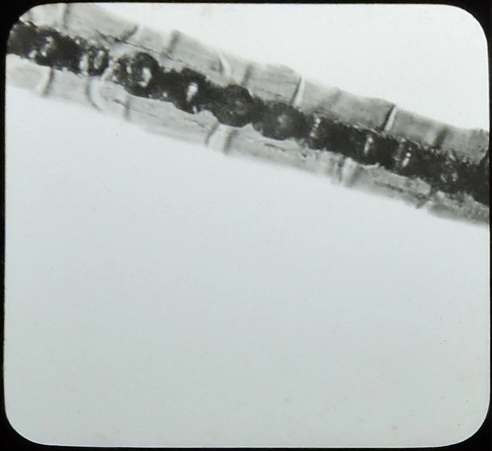 MICROSCOPIC CLOSEUP BADGER HAIR, ANTIQUE PHOTO ON GLASS
