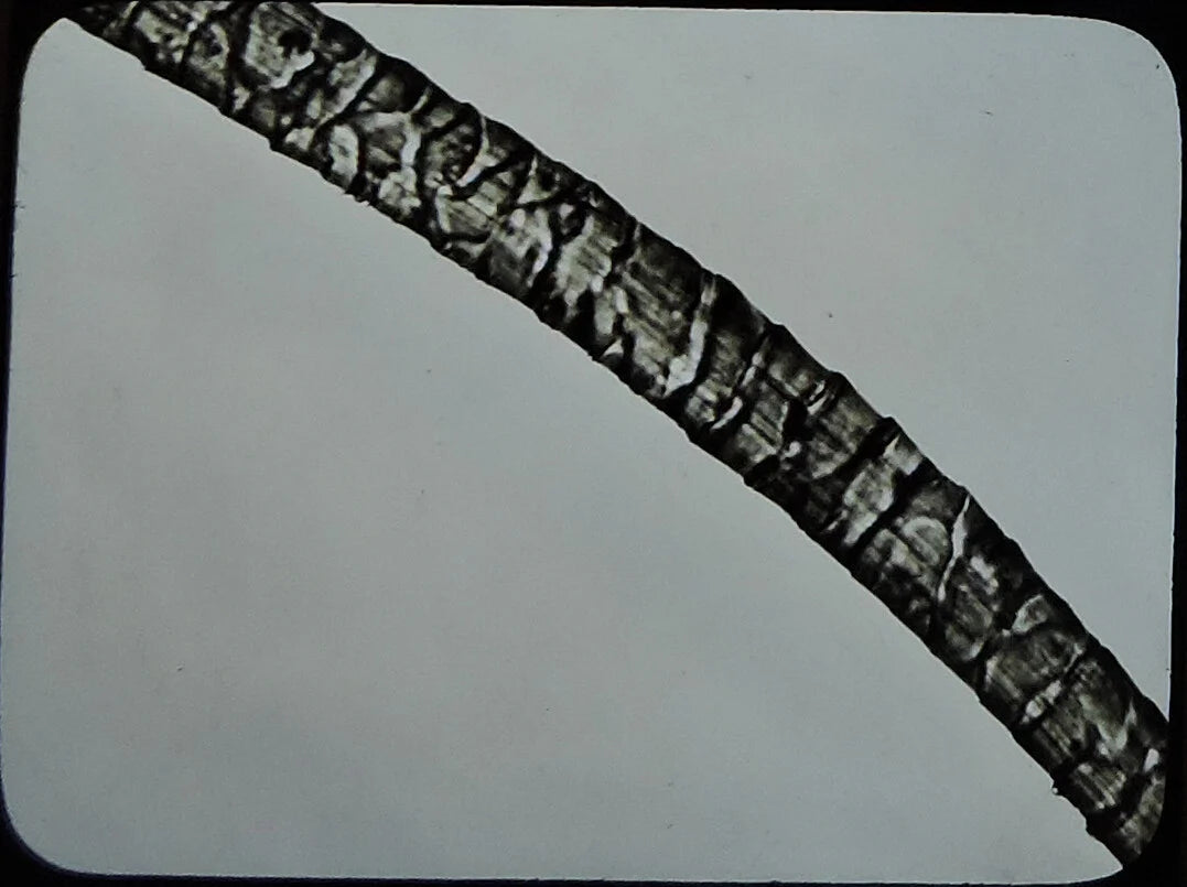 MICROSCOPIC CLOSEUP ANIMAL? HAIR, ANTIQUE PHOTO ON GLASS