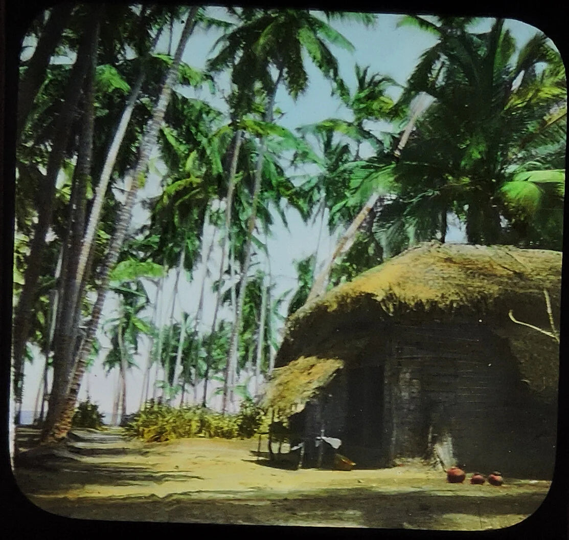 CEYLON, COCONUT GROVE NEAR LIVADIVIA, ANTIQUE PHOTO ON GLASS