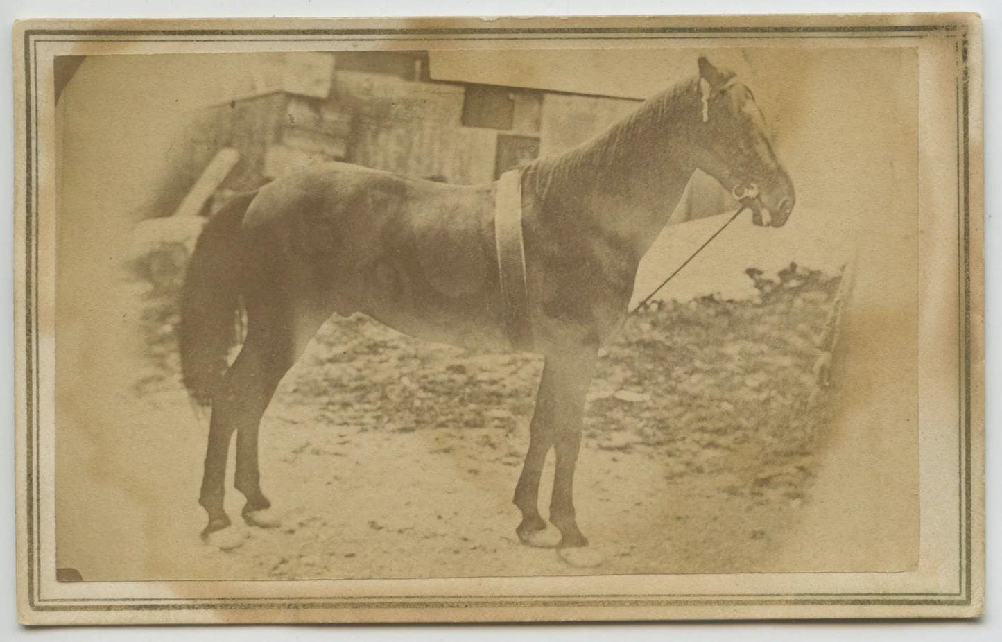 Civil War Era Horse CDV Photo
