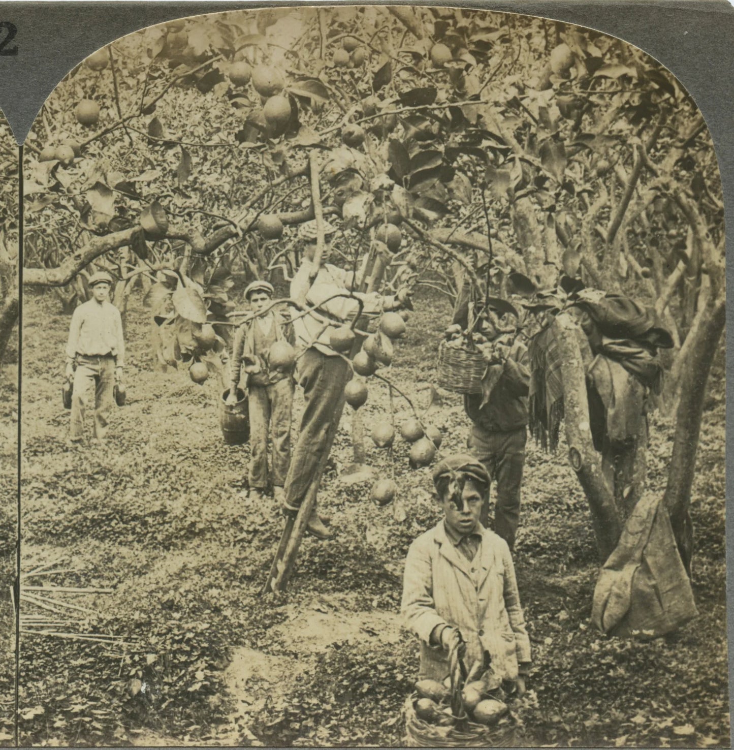 FARMING LEMONS, PALERMO ORCHARD W/ WORKERS, VINT PHOTO